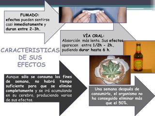FUMADO:
efectos pueden sentirse
casi inmediatamente y
duran entre 2-3h.
VÍA ORAL:
Absorción más lenta. Sus efectos
aparecen entre 1/2h - 2h.,
pudiendo durar hasta 6 h.
Aunque sólo se consuma los fines
de semana, no habrá tiempo
suficiente para que se elimine
completamente y se irá acumulando
en su cerebro, produciendo varios
de sus efectos.
Una semana después de
consumirlo, el organismo no
ha conseguido eliminar más
que el 50%.
CARACTERISTICAS
DE SUS
EFECTOS
 