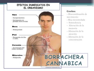 Cerebro:
- Descoordinación de
movimiento
- Risa incontrolada
- Somnolencia
- Alteración de la
memoria
- Alteración de la
atención
- Alteración de la
concentraciónconcent
ració
EFECTOS INMEDIATOS EN
EL ORGANISMO
 