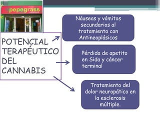 POTENCIAL
TERAPÉUTICO
DEL
CANNABIS
Náuseas y vómitos
secundarios al
tratamiento con
Antineoplásicos
Pérdida de apetito
en Sida y cáncer
terminal
Tratamiento del
dolor neuropático en
la esclerosis
múltiple.
 
