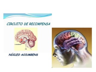 NÚCLEO ACCUMBENS
 