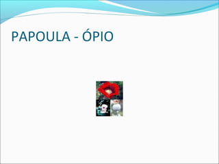 PAPOULA - ÓPIO
 