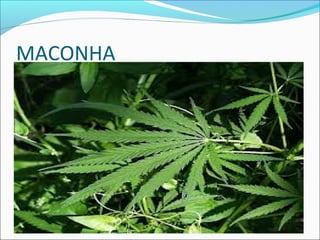 MACONHA
 