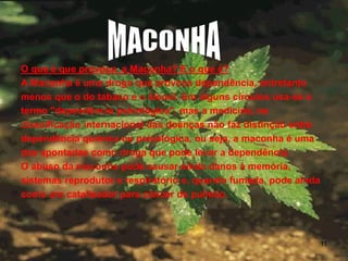 O que é que provoca a Maconha? E o que é?
A Maconha é uma droga que provoca dependência, entretanto
menos que o do tabaco e o álcool. Em alguns círculos usa-se o
termo "dependência psicológica", mas a medicina, na
classificação internacional das doenças não faz distinção entre
dependência química ou psicológica, ou seja, a maconha é uma
das apontadas como droga que pode levar a dependência.
O abuso da maconha pode causar ainda danos à memória,
sistemas reprodutor e respiratório e, quando fumada, pode ainda
como um catalisador para câncer de pulmão.

11

 