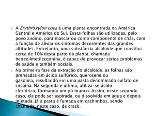 



A Erythroxylon coca é uma planta encontrada na América
Central e América do Sul. Essas folhas são utilizadas, pelo
povo andino, para mascar ou como componente de chás, com
a função de aliviar os sintomas decorrentes das grandes
altitudes. Entretanto, uma substância alcaloide que constitui
cerca de 10% desta parte da planta, chamada
benzoilmetilecgonina, é capaz de provocar sérios problemas
de saúde e também sociais.
Na primeira fase da extração do alcaloide, as folhas são
prensadas em ácido sulfúrico, querosene ou
gasolina, resultando em uma pasta denominada sulfato de
cocaína. Na segunda e última, utiliza-se ácido
clorídrico, formando um pó branco. Assim, neste segundo
caso, ela pode ser aspirada, ou dissolvida em água e depois
injetada. Já a pasta é fumada em cachimbos, sendo
chamada, neste caso, de crack.

 
