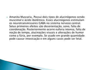 

Amanita Muscaria_ Possui dois tipos de alucinógenos sendo
muscimol e ácido ibotêmico. Esses alucinógenos estimulam
os neurotransmissores GABA no sistema nervoso central.
Setus primeiros efeitos são desorientação, sono, falta de
coordenação. Posteriormente ocorre euforia intensa, falta de
noção de tempo, alucinações visuais e alterações de humor
como a fúria, por exemplo. Se usado em grande quantidade
pode causar intoxicação e em alguns casos pode ser letal.

 