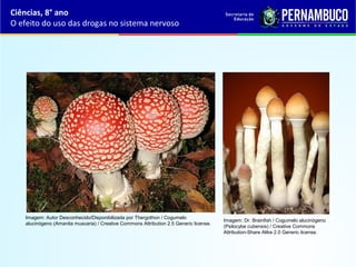 Imagem: Autor Desconhecido/Disponibilizada por Thergothon / Cogumelo 
alucinógeno (Amanita muscaria) / Creative Commons Attribution 2.5 Generic license.
Imagem: Dr. Brainfish / Cogumelo alucinógeno 
(Psilocybe cubensis) / Creative Commons 
Attribution-Share Alike 2.0 Generic license.
Ciências, 8° ano
O efeito do uso das drogas no sistema nervoso
 