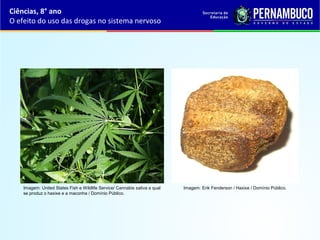 Ciências, 8° ano
O efeito do uso das drogas no sistema nervoso
Imagem: United States Fish e Wildlife Service/ Cannabis sativa a qual 
se produz o haxixe e a maconha / Domínio Público.
Imagem: Erik Fenderson / Haxixe / Domínio Público.
 