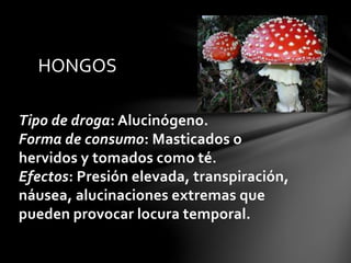 Tipo de droga: Alucinógeno.
Forma de consumo: Masticados o
hervidos y tomados como té.
Efectos: Presión elevada, transpiración,
náusea, alucinaciones extremas que
pueden provocar locura temporal.
HONGOS
 