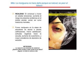 Mito: La mariguana no hace daño porque es natural, es peor el
tabaco
 REALIDAD: El comenzar a fumar
en edades tempranas, aumenta el
riesgo de presentar problemas en el
ámbito escolar, social, así como
trastornos mentales.
 Fumar mariguana en la etapa de
estudiante se asocia a peores
calificaciones, menor satisfacción,
actitudes negativas hacia la
escuela, aumento de ausentismo, y
mayor prevalencia de abandono de
estudios
METÁFORAS:
Lo natural no es sinónimo de medicinal
¿Quieres ideas verdes o estar verde en tus ideas?
¡Aguas!, no todo lo verde es vida
 