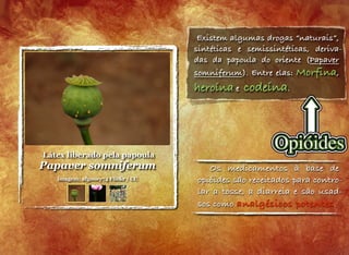 Látex liberado pela papoula
Papaver somniferum
imagem: afgooey74 Flickr / CC
Existem algumas drogas “naturais”,
sintéticas e semissintéticas, deriva-
das da papoula do oriente (Papaver
somniferum). Entre elas: Morfina,
heroína e codeína.
	

 Os medicamentos à base de
opióides são receitados para contro-
lar a tosse, a diarreia e são usad-
sos como analgésicos potentes.
 