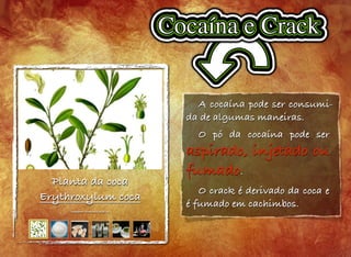 A cocaína pode ser consumi-
da de algumas maneiras.
O pó da cocaína pode ser
aspirado, injetado ou
fumado.
O crack é derivado da coca e
é fumado em cachimbos.
Planta da coca
Erythroxylum coca
Imagem: Domínio público
 