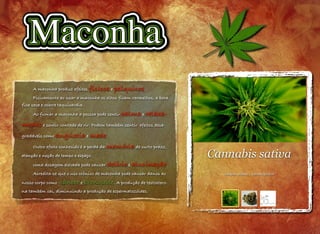 Cannabis sativa
Imagem: pixabay / domínio público
A maconha produz efeitos físicos e psíquicos.
Fisicamente ao usar a maconha os olhos ficam vermelhos, a boca
fica seca e ocorre taquicardia.
Ao fumar a maconha a pessoa pode sentir calma e relaxa-
mento e sentir vontade de rir. Podem também sentir efeitos desa-
gradáveis como angústia e medo.
Outro efeito conhecido é a perda da memória de curto prazo,
atenção e noção de tempo e espaço.
Uma dosagem elevada pode causar delírio e alucinação.
Acredita-se que o uso crônico de maconha pode causar danos ao
nosso corpo como câncer e bronquite. A produção de testostero-
na também cai, diminuindo a produção de espermatozóides.
 