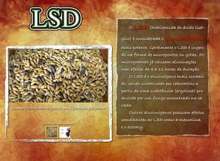 Cevada (Hordeum vulgare) com Claviceps purpurea
imagem: Dominique Jacquin/CC
O LSD (Dietilamida do ácido lisér-
gico) é considerada o alucinógeno
mais potente. Geralmente o LSD é ingeri-
do na forma de micropontos ou gotas. 50
microgramas já causam alucinações
com efeitos de 4 a 12 horas de duração.
O LSD é o alucinógeno mais conheci-
do, sendo sintetizado em laboratório a
partir de uma substância (ergotina) pro-
duzida por um fungo encontrado na ce-
vada.
Outros alucinógenos possuem efeitos
semelhantes ao LSD como a mescalina,
e o ecstasy.
 