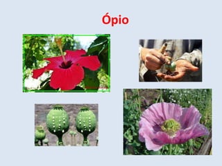 Ópio 
 
