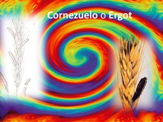 Cornezuelo o Ergot 
 