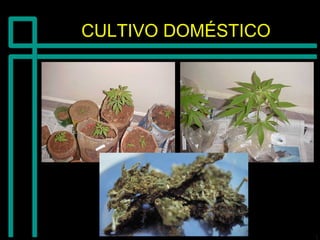 CULTIVO DOMÉSTICOCULTIVO DOMÉSTICO
 