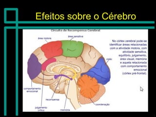 Efeitos sobre o CérebroEfeitos sobre o Cérebro
 