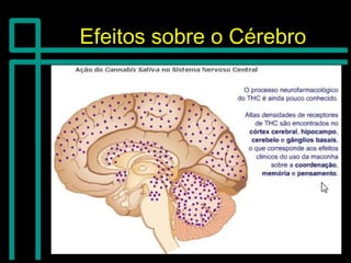 Efeitos sobre o CérebroEfeitos sobre o Cérebro
 