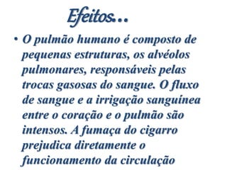 Efeitos...
• O pulmão humano é composto de
pequenas estruturas, os alvéolos
pulmonares, responsáveis pelas
trocas gasosas do sangue. O fluxo
de sangue e a irrigação sanguínea
entre o coração e o pulmão são
intensos. A fumaça do cigarro
prejudica diretamente o
funcionamento da circulação
 