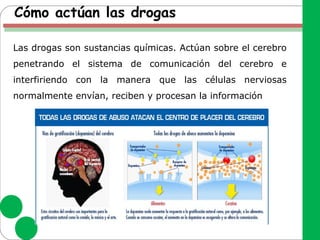 Cómo actúan las drogas
Las drogas son sustancias químicas. Actúan sobre el cerebro
penetrando el sistema de comunicación del cerebro e
interfiriendo con la manera que las células nerviosas
normalmente envían, reciben y procesan la información
 