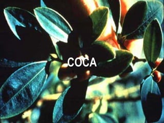 COCACOCA
 
