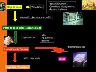 Variedades
-Boliviana (huanaco).
-Colombiana (Novagratense).
-Peruana (trujillense)
+ precursores
-Eter.
-Ac. Sulfúrico.
-gasolina
Clorhidrato de Cocaina
Base libre “free-base”
Crack
Hoja de coca
Maceración + kerosene + ac. sulfúrico
Pasta de coca (Base), cocaína cruda
+ Bicarbonato sódico
+ eter + calor fuerte
 