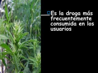 Es la droga más
frecuentemente
consumida en los
usuarios
 