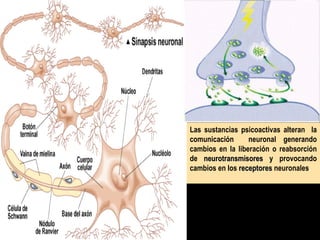 Las sustancias psicoactivas alteran la
comunicación neuronal generando
cambios en la liberación o reabsorción
de neurotransmisoresneurotransmisores y provocando
cambios en los receptoresreceptores neuronales.
 