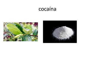 cocaína
 