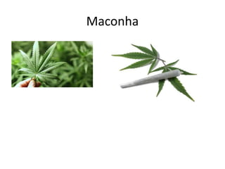 Maconha
 