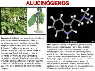 ALUCINÓGENOS
DMT: Ayahuasca, nome de origem inca, refere-se a uma
bebida sacramental produzida a partir da decocção de
duas plantas nativas da floresta amazônica: um cipó
Banisteriopsis Caapi e folhas de um arbusto Psychotria
viridis. O nome Ayahuasca significa "liana dos sonhos" ou
"vinho das almas". Outros nomes para essa bebida são:
Caapi, Yagé, Vegetal, Daime, Hoasca. Além de ser utilizada
milenarmente por povos indígenas de boa parte da
Amazônia (Brasil, Equador, Colômbia, Bolívia e Peru),
desde as últimas décadas igrejas e em centros espirituais
e/ou xamânicos a têm utilizado em seus rituais.
Escopolamina: Esta é uma droga incolor, inodora e
isípida. Ela é conhecida como hyoscina e é
classificada como um Alcalóide tropano. Esta
droga pode ser obtida a partir de plantas
Solanaceas (nightshade). A maior parte da
escopolamina vem da erva de Nome científico:
Datura suaveolens L. Cujo nome popular é
trombeta, trombeta-de- anjo, trombeteira,
cartucheira, zabumba. (também conhecido como
lírio, copo de leite, sete saias) As plantas que dão
origem a droga são muitas, e muito disponíveis, o
que torna o uso generalizado, e extremamente
perigoso.
 
