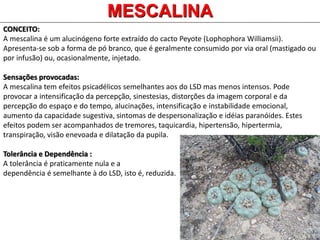 MESCALINA
CONCEITO:
A mescalina é um alucinógeno forte extraído do cacto Peyote (Lophophora Williamsii).
Apresenta-se sob a forma de pó branco, que é geralmente consumido por via oral (mastigado ou
por infusão) ou, ocasionalmente, injetado.
Sensações provocadas:
A mescalina tem efeitos psicadélicos semelhantes aos do LSD mas menos intensos. Pode
provocar a intensificação da percepção, sinestesias, distorções da imagem corporal e da
percepção do espaço e do tempo, alucinações, intensificação e instabilidade emocional,
aumento da capacidade sugestiva, sintomas de despersonalização e idéias paranóides. Estes
efeitos podem ser acompanhados de tremores, taquicardia, hipertensão, hipertermia,
transpiração, visão enevoada e dilatação da pupila.
Tolerância e Dependência :
A tolerância é praticamente nula e a
dependência é semelhante à do LSD, isto é, reduzida.
 