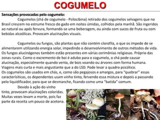COGUMELO
Sensações provocadas pelo cogumelo:
Cogumelos (chá de cogumelo - Psilocibina) retirado dos cogumelos selvagens que no
Brasil crescem no estrume fresco do gado em noites úmidas, colhidos pela manhã. São ingeridos
ao natural ou após fervura, formando-se uma beberagem, ou ainda com sucos de fruta ou com
bebidas alcoólicas. Provocam alucinações visuais.
Cogumelos ou fungos, são plantas que não contém clorofila, o que os impede de se
alimentarem utilizando energia solar, impedindo o desenvolvimento de outros métodos de vida.
Os fungos alucinógenos também estão presentes em várias cerimônias religiosas. Próprio das
zonas rurais. Como o excremento de boi é adubo para o cogumelo, o chá pode causar
alucinação, especialmente quando venta, de bois voando ou árvores com forma humana.
Viagens mais curta e mais angustiante que a do LSD. Pode levar a quadro psicótico.
Os cogumelos são usados em chás, e, como são pegajosos e amargos, para “quebrar” essas
caracterísiticas, os dependentes usam vinho tinto, fervendo essa mistura e depois a passando
pelo liquidificador, para que se desmanche, ficando como uma “batida” comum.
Devido à ação do vinho
tinto, provocam alucinações coloridas.
Muitas vezes levam a morte, pois faz
parte da receita um pouco de acetona.
 