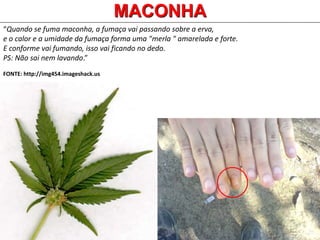 MACONHA
“Quando se fuma maconha, a fumaça vai passando sobre a erva,
e o calor e a umidade da fumaça forma uma "merla " amarelada e forte.
E conforme vai fumando, isso vai ficando no dedo.
PS: Não sai nem lavando.”
FONTE: http://img454.imageshack.us
 
