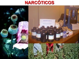 NARCÓTICOS
 