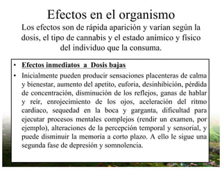 Efectos en el organismo
Los efectos son de rápida aparición y varían según la
dosis, el tipo de cannabis y el estado anímico y físico
del individuo que la consuma.
• Efectos inmediatos a Dosis bajas
• Inicialmente pueden producir sensaciones placenteras de calma
y bienestar, aumento del apetito, euforia, desinhibición, pérdida
de concentración, disminución de los reflejos, ganas de hablar
y reír, enrojecimiento de los ojos, aceleración del ritmo
cardiaco, sequedad en la boca y garganta, dificultad para
ejecutar procesos mentales complejos (rendir un examen, por
ejemplo), alteraciones de la percepción temporal y sensorial, y
puede disminuir la memoria a corto plazo. A ello le sigue una
segunda fase de depresión y somnolencia.
 