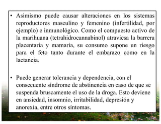 • Asimismo puede causar alteraciones en los sistemas
reproductores masculino y femenino (infertilidad, por
ejemplo) e inmunológico. Como el compuesto activo de
la marihuana (tetrahidrocannabinol) atraviesa la barrera
placentaria y mamaria, su consumo supone un riesgo
para el feto tanto durante el embarazo como en la
lactancia.
• Puede generar tolerancia y dependencia, con el
consecuente síndrome de abstinencia en caso de que se
suspenda bruscamente el uso de la droga. Esto deviene
en ansiedad, insomnio, irritabilidad, depresión y
anorexia, entre otros síntomas.
 