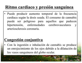 Ritmo cardiaco y presión sanguínea
• Puede producir aumento temporal de la frecuencia
cardiaca según la dosis usada. El consumo de cannabis
puede ser peligroso para aquellos que padecen
hipertensión, enfermedades cerebrovasculares y
arteriosclerosis coronaria.
Congestión conjuntiva
• Con la ingestión e inhalación de cannabis se produce
un enrojecimiento de los ojos debido a la dilatación de
los vasos sanguíneos del globo ocular.
 