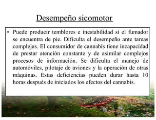 Desempeño sicomotor
• Puede producir temblores e inestabilidad si el fumador
se encuentra de pie. Dificulta el desempeño ante tareas
complejas. El consumidor de cannabis tiene incapacidad
de prestar atención constante y de asimilar complejos
procesos de información. Se dificulta el manejo de
automóviles, pilotaje de aviones y la operación de otras
máquinas. Estas deficiencias pueden durar hasta 10
horas después de iniciados los efectos del cannabis.
 