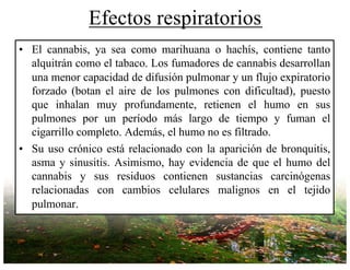 Efectos respiratorios
• El cannabis, ya sea como marihuana o hachís, contiene tanto
alquitrán como el tabaco. Los fumadores de cannabis desarrollan
una menor capacidad de difusión pulmonar y un flujo expiratorio
forzado (botan el aire de los pulmones con dificultad), puesto
que inhalan muy profundamente, retienen el humo en sus
pulmones por un período más largo de tiempo y fuman el
cigarrillo completo. Además, el humo no es filtrado.
• Su uso crónico está relacionado con la aparición de bronquitis,
asma y sinusitis. Asimismo, hay evidencia de que el humo del
cannabis y sus residuos contienen sustancias carcinógenas
relacionadas con cambios celulares malignos en el tejido
pulmonar.
 