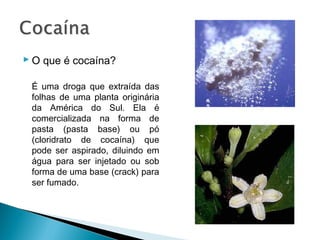  O que é cocaína?

 É uma droga que extraída das
 folhas de uma planta originária
 da América do Sul. Ela é
 comercializada na forma de
 pasta (pasta base) ou pó
 (cloridrato de cocaína) que
 pode ser aspirado, diluindo em
 água para ser injetado ou sob
 forma de uma base (crack) para
 ser fumado.
 