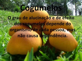 Cogumelos
O grau de alucinação e de efeito
   dos cogumelos depende do
 organismo de cada pessoa, mas
     não causa dependência.
 