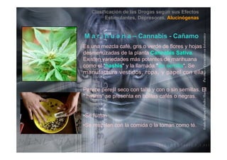 Clasificación de las Drogas según sus Efectos
Estimulantes, Depresoras, Alucinógenas
M a r i h u a n a – Cannabis - Cañamo
formática
Es una mezcla café, gris o verde de flores y hojas
desmenuzadas de la planta Cannabis Sativa.
Existen variedades más potentes de marihuana
enciadoenInfo
p
como el "hashis" y la llamada "sin semilla“. Se
manufactura vestidos, ropa, y papel con ella.
PsicólogoyLice
.
Parece perejil seco con tallo y con o sin semillas. El
" hashis“ se presenta en bolitas cafés o negras.
HuertasPs
p g
•Se fuma
riqueCeballos
Se fuma.
•Se mezclan con la comida o la toman como té.
GuidoEnr
 