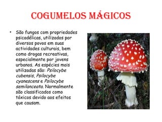 Cogumelos mágicos São fungos com propriedades psicadélicas, utilizados por diversos povos em suas actividades culturais, bem como drogas recreativas, especialmente por jovens urbanos. As espécies mais utilizadas são:  Psilocybe cubensis ,  Psilocybe cyanescens  e  Psilocybe semilanceata . Normalmente são classificados como tóxicos devido aos efeitos que causam. 