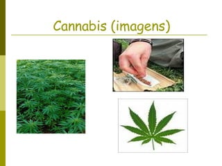 Cannabis (imagens) 