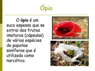 Ópio O  ópio  é um suco espesso que se extrai dos frutos imaturos (cápsulas) de várias espécies de papoilas soníferas que é utilizada como narcótico . 