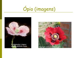 Ópio (imagens) 
