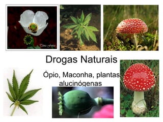 Drogas Naturais Ópio, Maconha, plantas alucinógenas  
