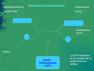 Acetil –  Colitransferasa (CAT) Acetilcoenzima A (acetil CoA) Colina Coenzima A (CoA) Acetilcolina (Ach) La CAT transfiere el ion acetato de la acetil CoA a la colina. Biosíntesis de la Acetilcolina 