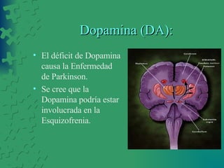 Dopamina (DA): El déficit de Dopamina causa la Enfermedad de Parkinson. Se cree que la Dopamina podría estar involucrada en la Esquizofrenia. 